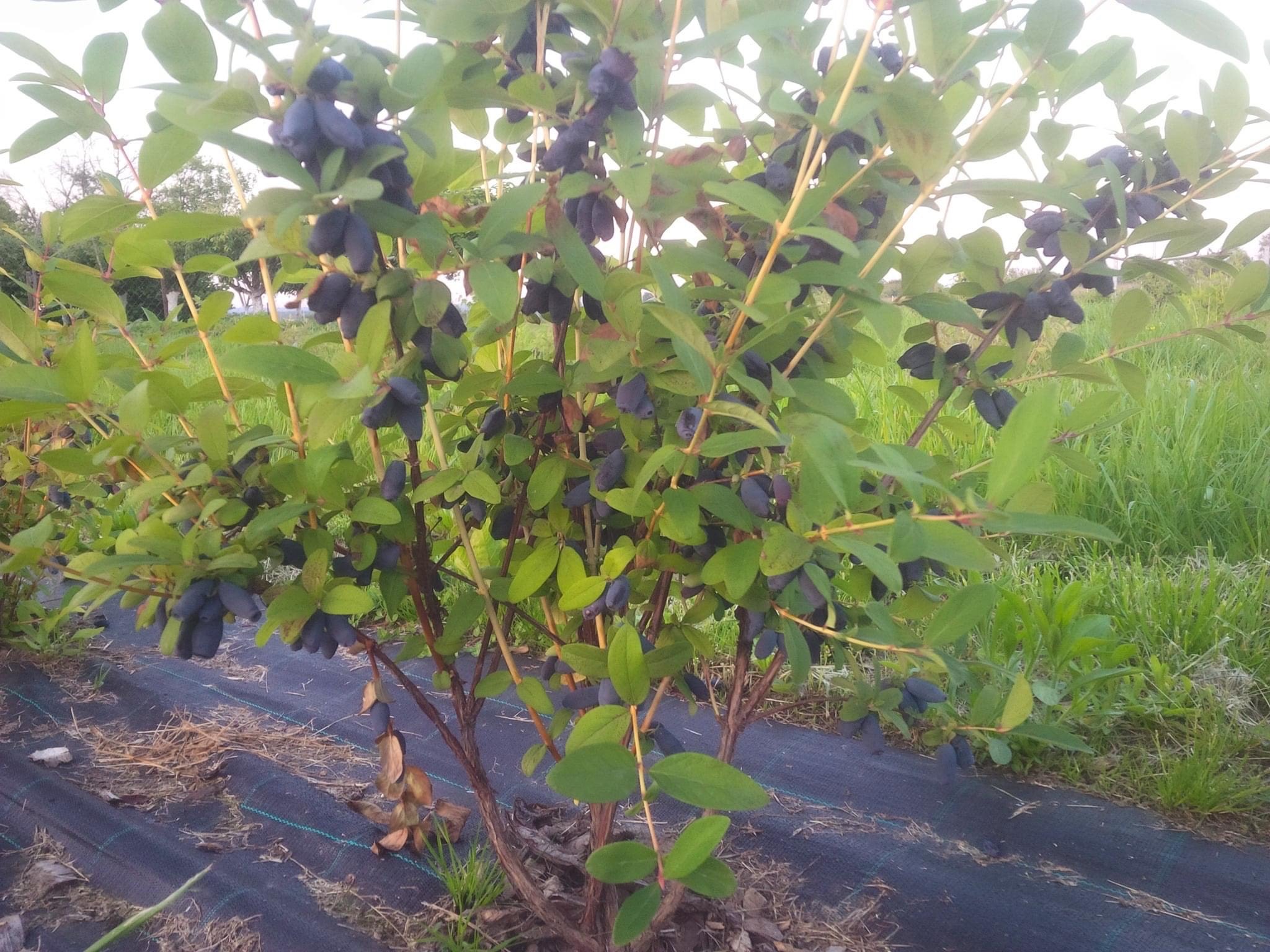 OPG Juranić - Haskap