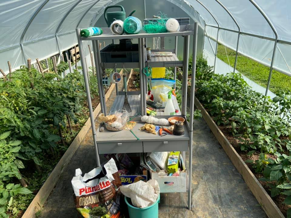 Haskap / Sibirska Borovnica - OPG Juranić