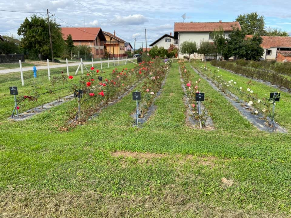 OPG Juranić - Ruže