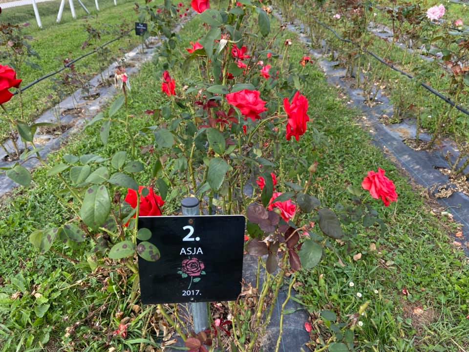 OPG Juranić - Ruže