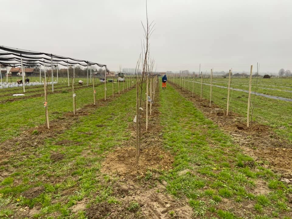 Haskap / Sibirska Borovnica - OPG Juranić
