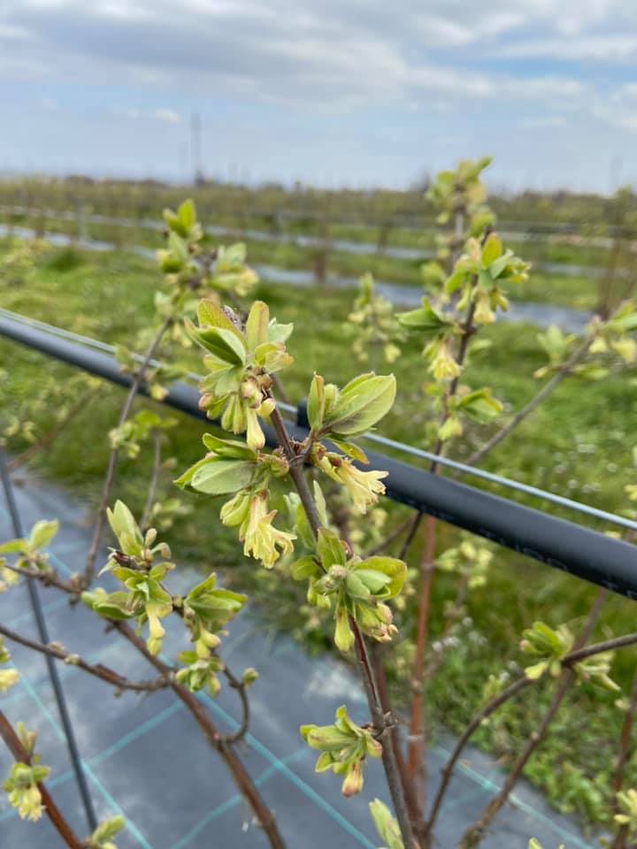 Haskap - OPG Juranić