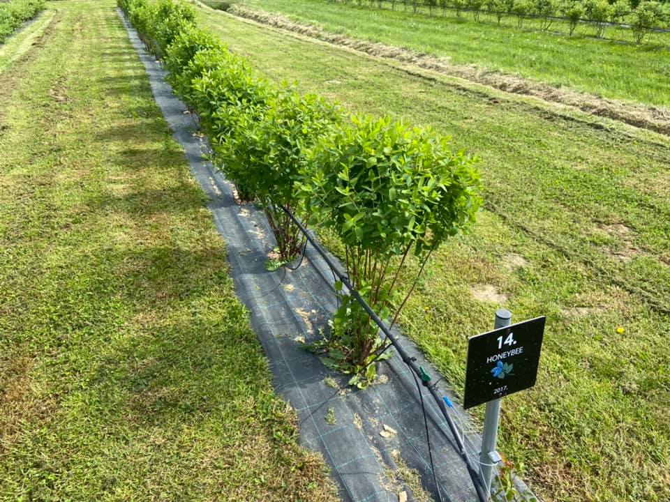 OPG Juranić - Haskap