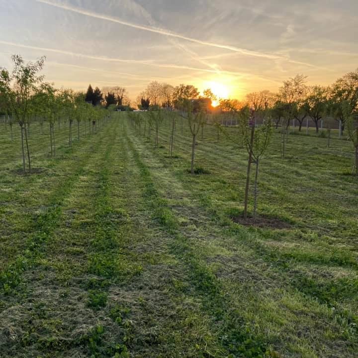 OPG Juranić - Bademi