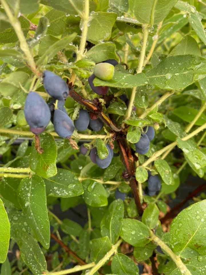 Haskap - OPG Juranić