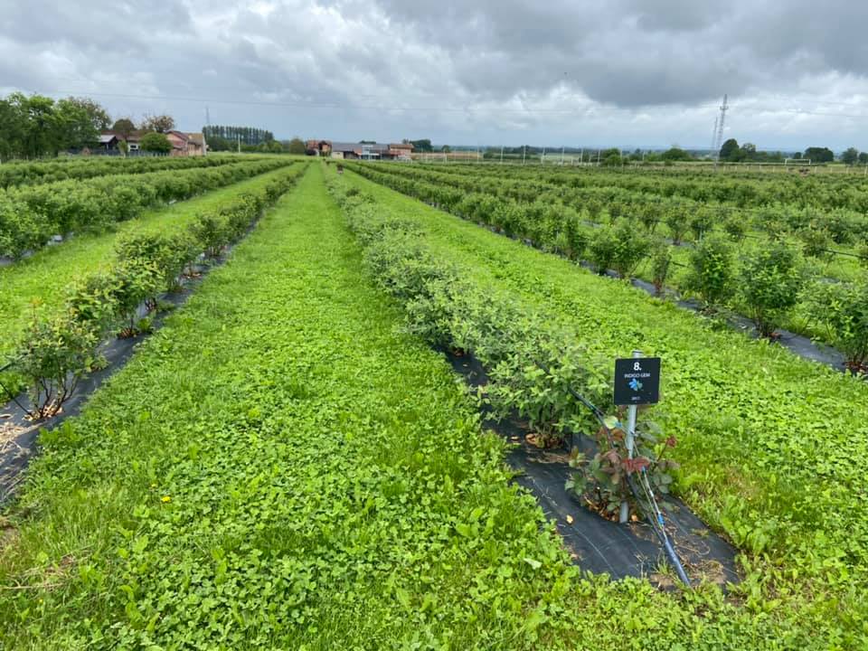 Haskap - OPG Juranić