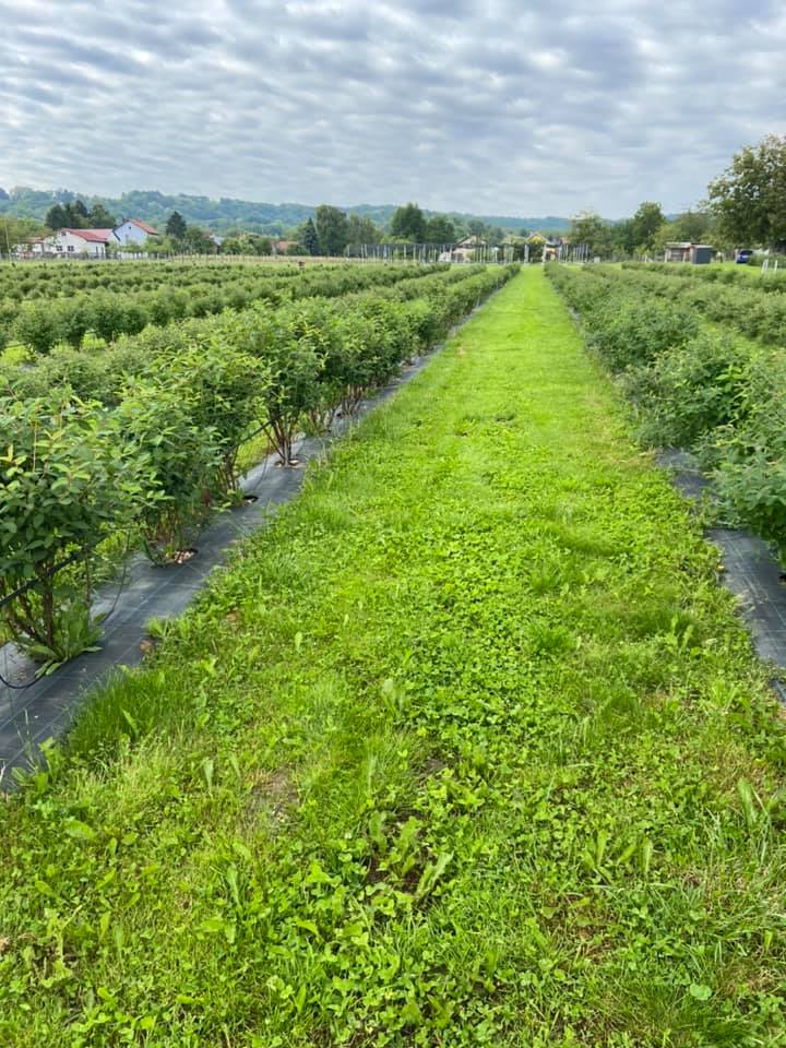 OPG Juranić - Sibirske borovnice