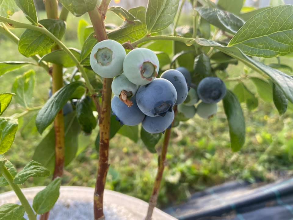 OPG Juranić - Američke borovnice