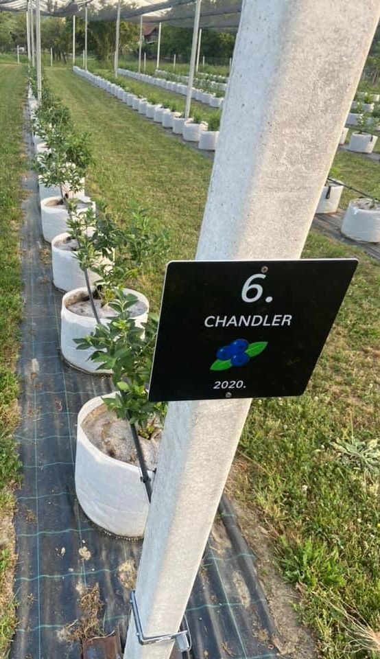 OPG Juranić - Američke borovnice