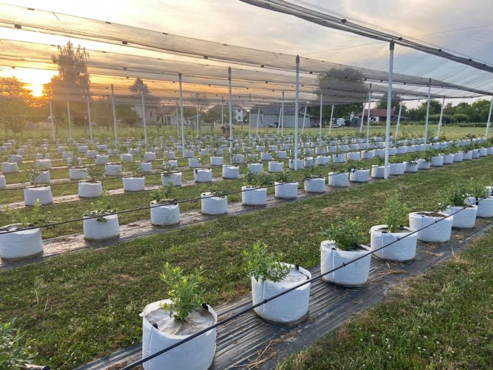 Haskap / Sibirska Borovnica - OPG Juranić