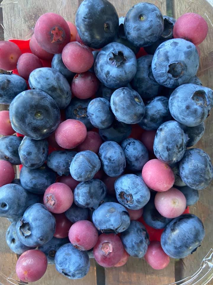 OPG Juranić - Američke borovnice