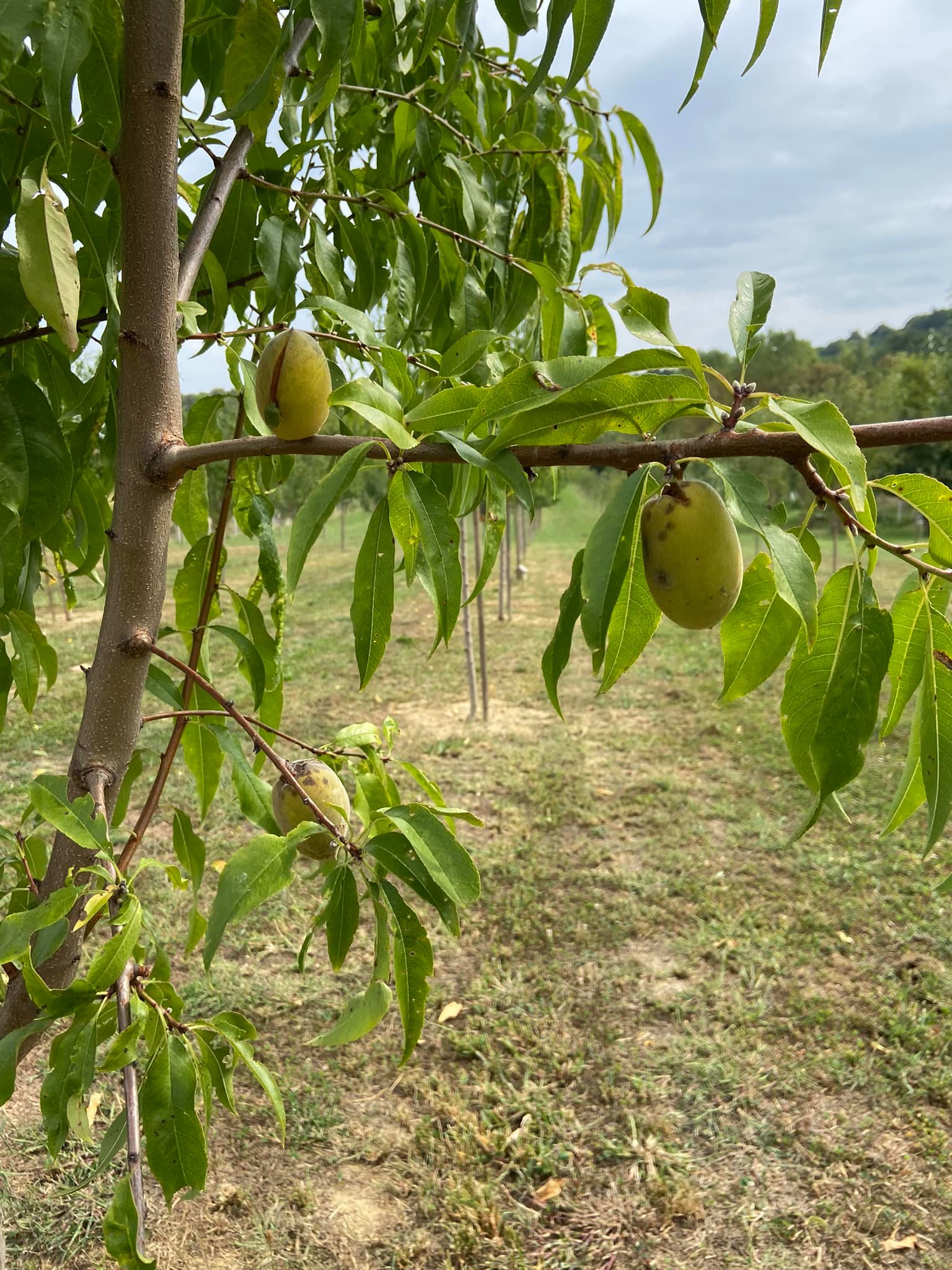 OPG Juranić - Bademi